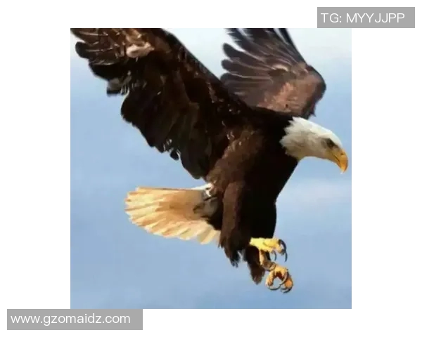 老鹰客场击败黄蜂,稳居西部前列:一场智慧与勇气的较量 老鹰客场击败黄蜂,稳居西部前列:一场智慧与勇气的较量